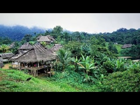 40 Jahre AMAZONICA - 40 Jahre Einsatz für den Regenwald