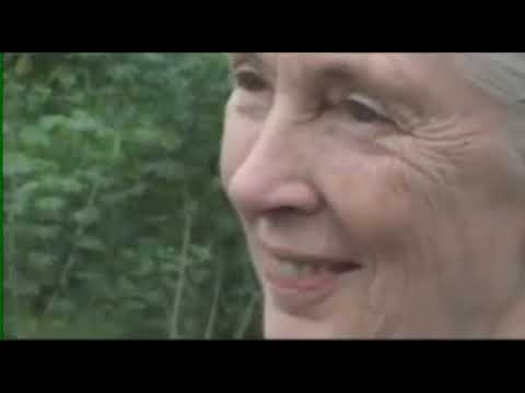 Jane Goodall besucht AMAZONICA