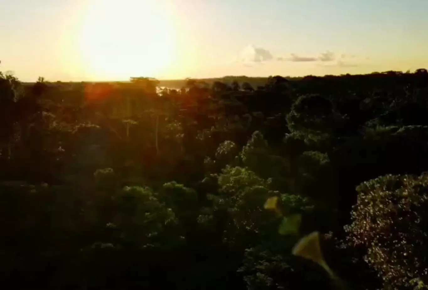 DEN REGENWALD RETTEN? DAS FUNKTIONIERT!