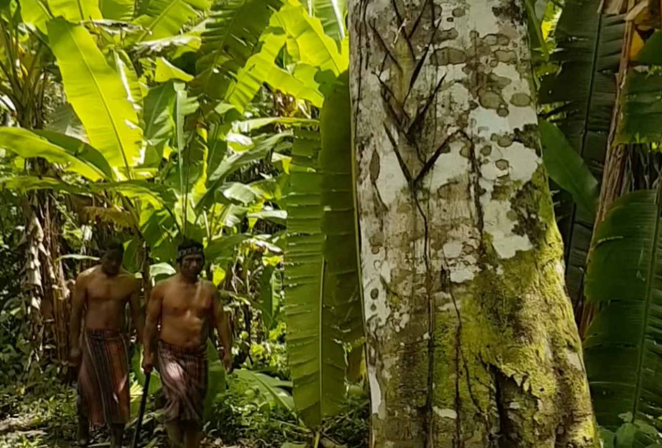 Warum indigene Gemeinschaften den Regenwald am besten schützen